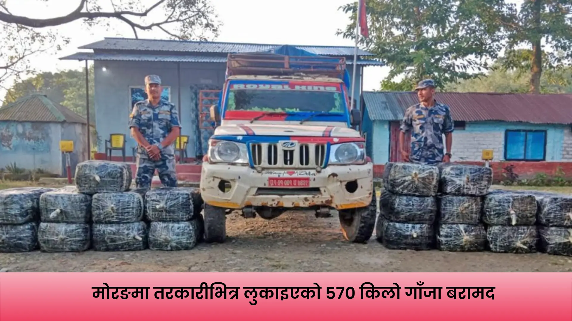 मोरङको जहदामा तरकारी बोकेको पिकअप भ्यानबाट बरामद गरिएको ५७० किलो गाँजा