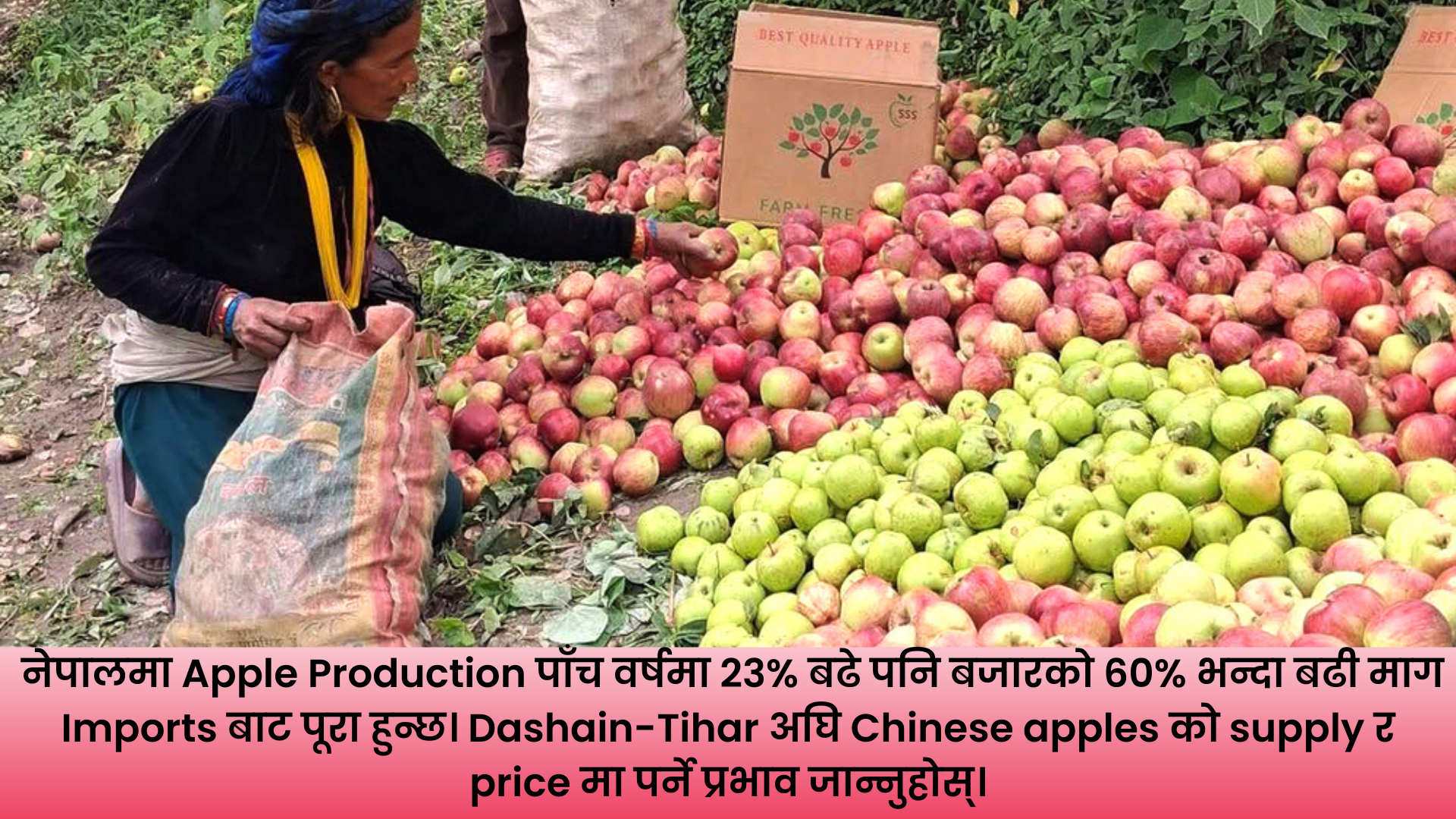 Nepal Apple Market मा बिक्रीका लागि राखिएका नेपाली र imported apples